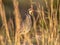 chukar partridge peeking through vegetation