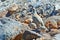 A chukar partridge with two chicks in the Nevada Desert, California