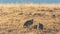 Chukar partridges resting in early morning light