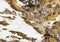 Chukar Partridges on snowy hillside