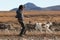 Chukchi reindeer herder in a herd of reindeer in the tundra.