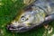 Chum salmon