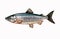 Chum salmon Oncorhynchus keta