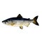 Chum Salmon, watercolor isolated illustration of a fish.