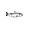 Chum, sockeye or pink salmon, isolated fish icon