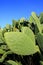 Chumbera nopal cactus plant blue sky