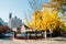 Chungdong First Methodist Church with autumn ginkgo trees at Deoksugung stonewall walkway in Seoul, Korea