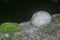 A chunk of white foam nest of frog`s egg