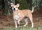 Chunky spayed female Shepherd and Corgi mix breed dog with big ears outside on leash