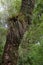 Chupalla Fascicularia bicolor on a tree in the Cerro Nielol Natural Monument.