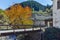 Church of the Assumption and Autumn tree in town of Shiroka Laka, Bulgaria