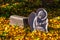 Church monument in the midst of yellow leaves