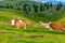 Church in the Slovenia big plateau pasture Velika Planina. Chapel on the hill, religion symbol.Dramatic mystic clouds and colors