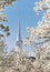 Church steeple framed with white tree blossoms in the spring