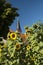 Church tower of Wustrow on Fischland