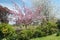 Churchyard blossom