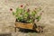 Churchyard with grass and pelargonium flower in original flowerpot - wooden wheelbarrow, Batkun Monastery