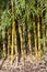 Chusquea aff. culeou Culeu` an evergreen bamboo flower plant commonly known as Chilean bamboo