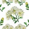 Chwhite crysanthemum pattern watercolorfloral ornament  wallpaper