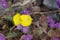 Chylismia Brevipes Bloom - N Mojave Desert - 030222