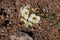 Chylismia Claviformis Bloom - Anza Borrego Desert - 031622
