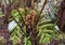 Cibotium Glaucum fern with fiddleheads in the Hawaii Volcanoes National Park.