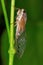 Cicada, Aarey Milk Colony , INDIA. The cicadas are a superfamily, the Cicadoidea, of insects in the order Hemiptera