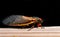 Cicada Adult Macro Close Up Profile