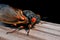 Cicada Adult Macro Close Up View