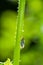 Cicada in backlight on stalk in green nature