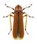 Cicada Bothrogonia ferruginea