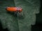 Cicada Bothrogonia ferruginea on a green leaf background