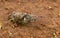 Cicada Bug in the Brown Dirt Outside