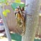 Cicada, Bush Cicada, Grand Western Cicada, Giant Grassland Cicada