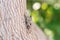 Cicada camouflaged on an olive tree