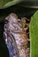 Cicada close up photo