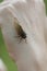 Cicada on Closed Fist 2 - 13 year 17 year - Magicicada