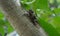 Cicada closeup
