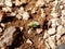 Cicada crawling out of husk, molting cicada