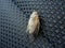 Cicada on dark tissue