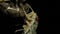 Cicada Enclosing - Cicadinae australasiae 1