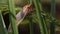 Cicada Enclosing - Cicadinae australasiae 13