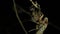 Cicada Enclosing - Cicadinae australasiae 3
