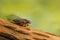 Cicada Euryphara, moving down on a twig with a green background.