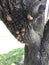 Cicada Exoskeleton on Tree Branch