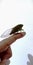 A cicada on the finger tip