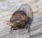 Cicada fly resting on weathered wooden fence