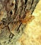 Cicada ghosts haunt a tree trunk in park in Nicosia Cyprus