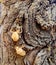 Cicada ghosts haunt a tree trunk in park in Nicosia Cyprus