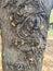 Cicada ghosts haunt a tree trunk in park in Nicosia Cyprus